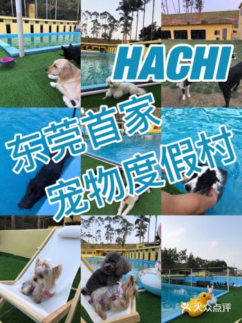 东莞探店｜什么宝藏️狗狗的游乐园度假村