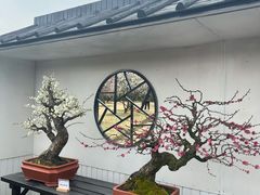 -香雪海