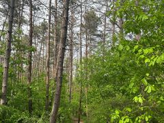 -帽儿山国家森林公园