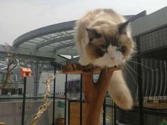 -70cat德文卷毛猫·缅因猫纯种猫舍