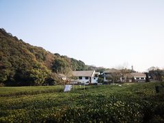 -龙井村