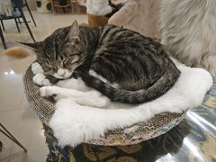 -平行世界·猫咖(首经贸店)