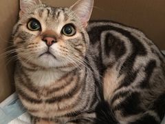 -纳吉亚猫专科动物诊疗中心(蒋宅口分院)