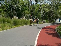 -上海长兴岛郊野公园