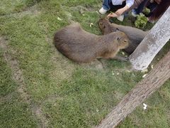 -上海野生动物园