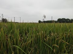 -嘉北郊野公园