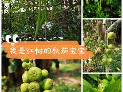 -华侨城湿地公园