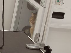 -comecome来吧宠物(奥克斯中心店)