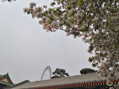 -天津大悲禅院