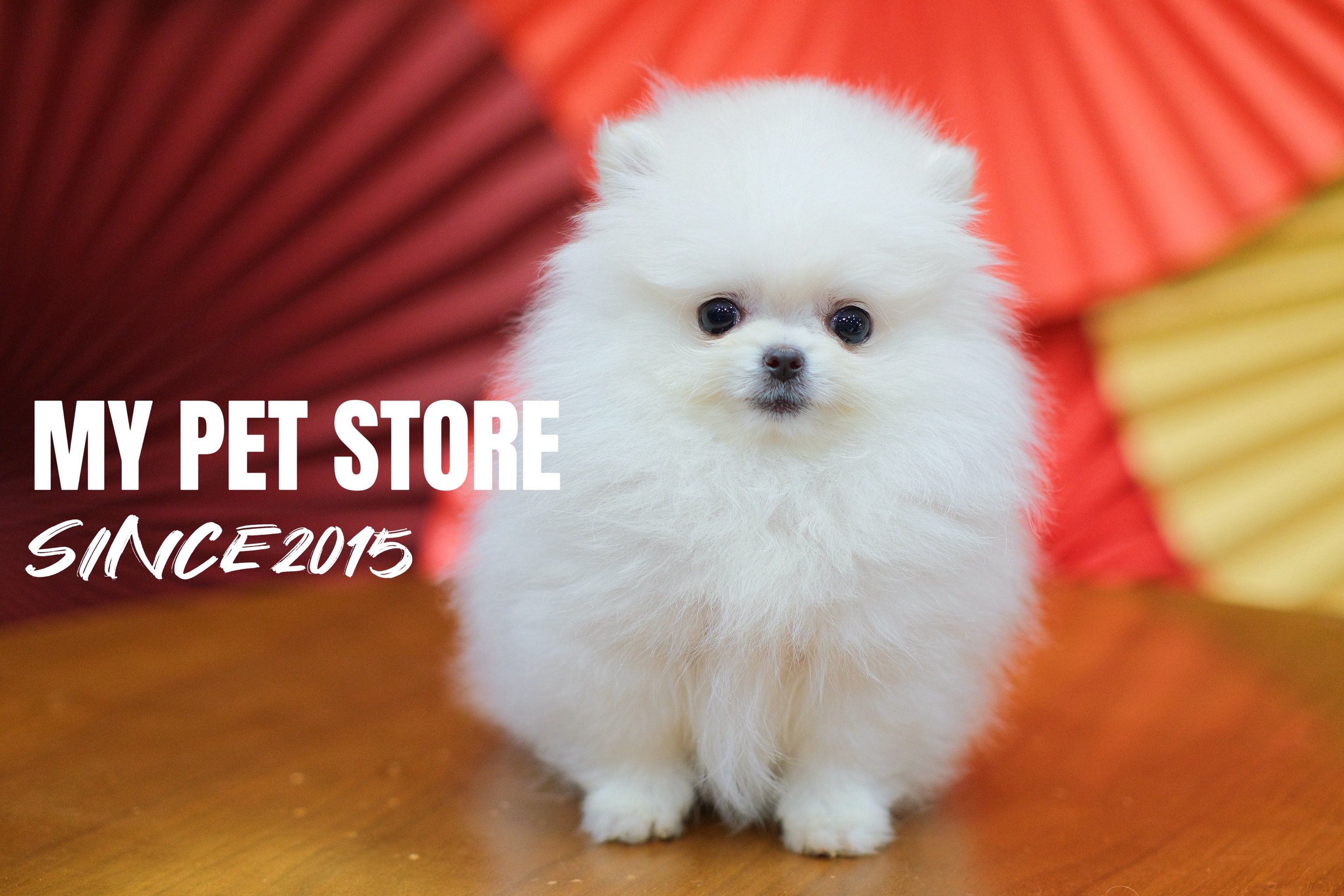 可爱小博美!白团子!