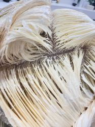 -GANO HAIR 