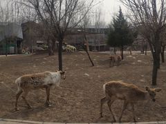 -北京鹿世界主题园