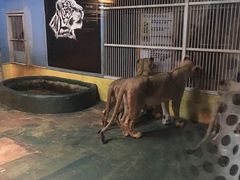 -清迈夜间动物园