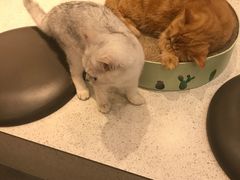 -飞行喵MR PILOT|猫舍·猫咖(静安大融城店)