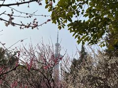 -南京古林公园