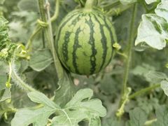 -庞各庄翠芳园西瓜蔬菜基地采摘园