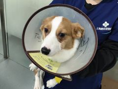 -爱侣宠医·鹦鹉专科·小型哺乳类·异宠专科(灵石路店)