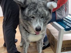 -瑞派·关忠动物医院·异宠专科·犬猫肿瘤·皮肤专科(望京店)