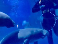 -烟台海昌鲸鲨海洋公园