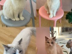 -猫咪派对(江南西店)