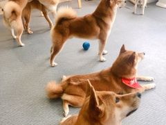 -柴源莊·柴小宠柴犬咖啡
