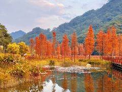 -广州市石门国家森林公园