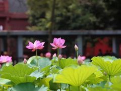 -四川大学(望江校区)