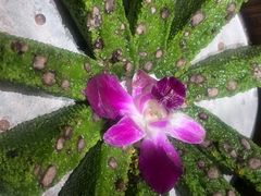 -阿露佳·舌尖上的安吉菜