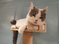 -遇见羊驼·奶狗咖·布偶猫咖·法斗柯基柴犬阿拉斯加(春熙路太古里IFS店)