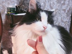 -美联众合宠物医院·爱萌分院·内外科·猫科中心
