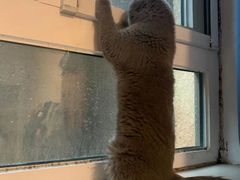 -lincat·猫舍(广州店)