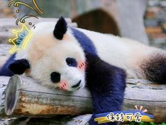-卧龙中华大熊猫苑神树坪基地