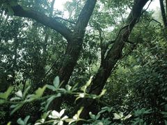 -西湖风景区-江洋畈生态公园