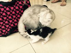 -创凡宠物医院·骨专科  猫科中心(西乡分院)