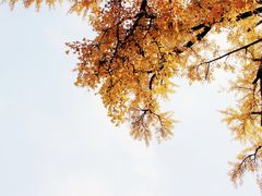 景点-无锡惠山寺