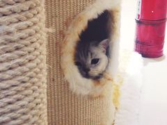 -藏猫猫咖啡主题馆(中央大道店)