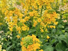 -中国天府农业博览园