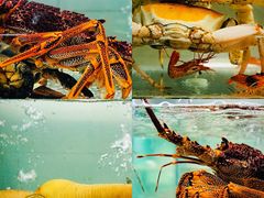 -甄御•海鲜新青岛菜(麦岛店)