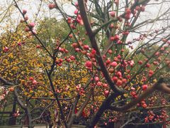 -协和菜馆(凤凰街店)
