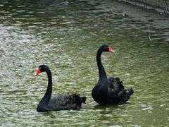 -长白岛森林公园