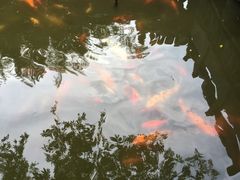 -金孔雀温泉旅游度假村