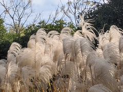 -梁鸿国家湿地公园