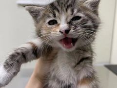 -艾贝尔宠物诊疗