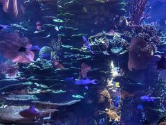 景观位-迪拜帆船酒店海底餐厅