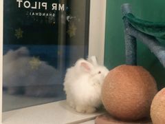 -飞行喵MR PILOT|猫舍·猫咖(静安大融城店)