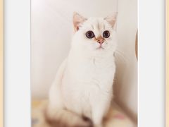 -东方名猫馆·英短金渐层布偶猫舍(环线广场1号楼店)