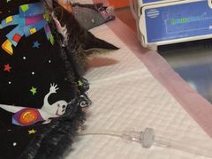 -瑞派福兴宠物医院犬猫全科·骨科·中西医结合(河东店)