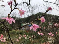 -广州市石门国家森林公园