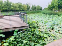 -郑东新区湿地公园