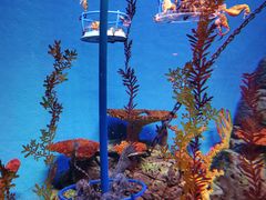 -上海海洋水族馆